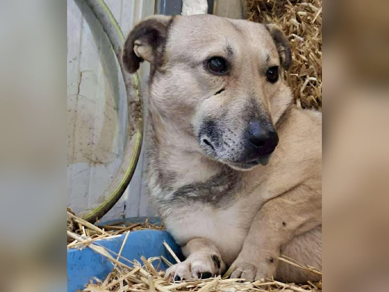 Kleiner ängstlicher Hundebub Balou