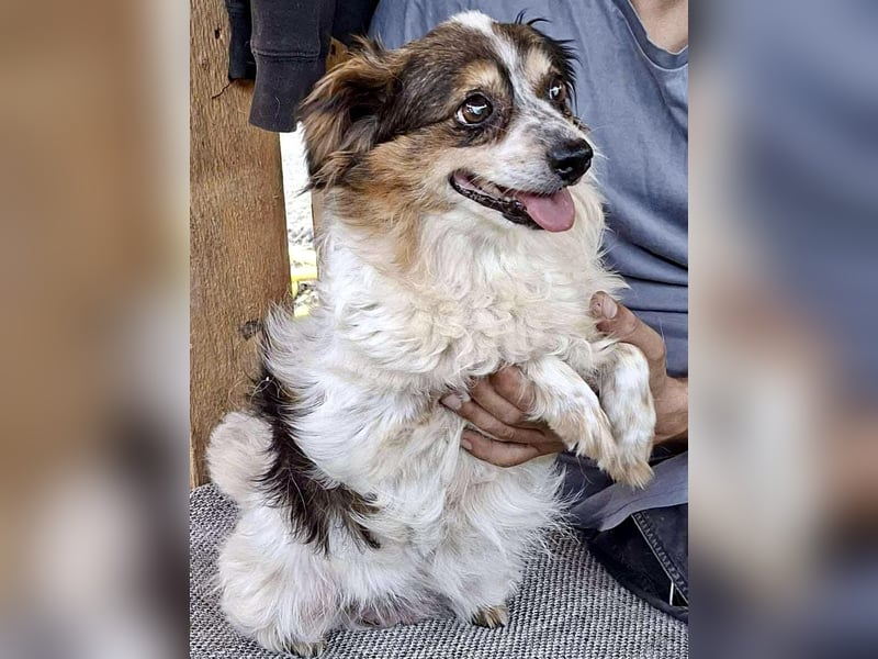 Kleine, sanfte 8 kg Hündin Amber