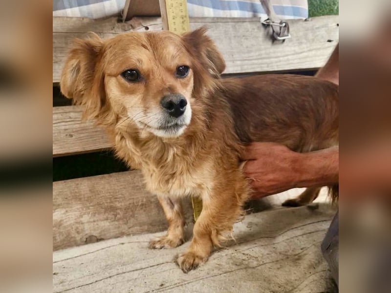 Kleine Leni sucht ein liebevolles Zuhause