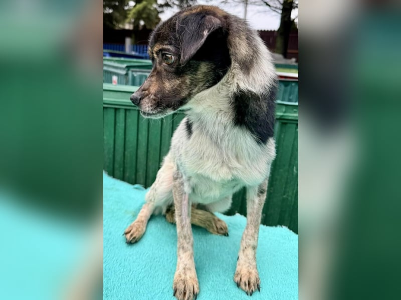 Sensibler, freundlicher Louie