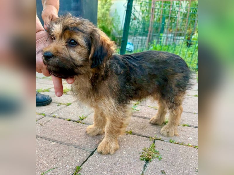 Zuckersüßes Welpenmädchen Elsie - geboren, um zu leben.