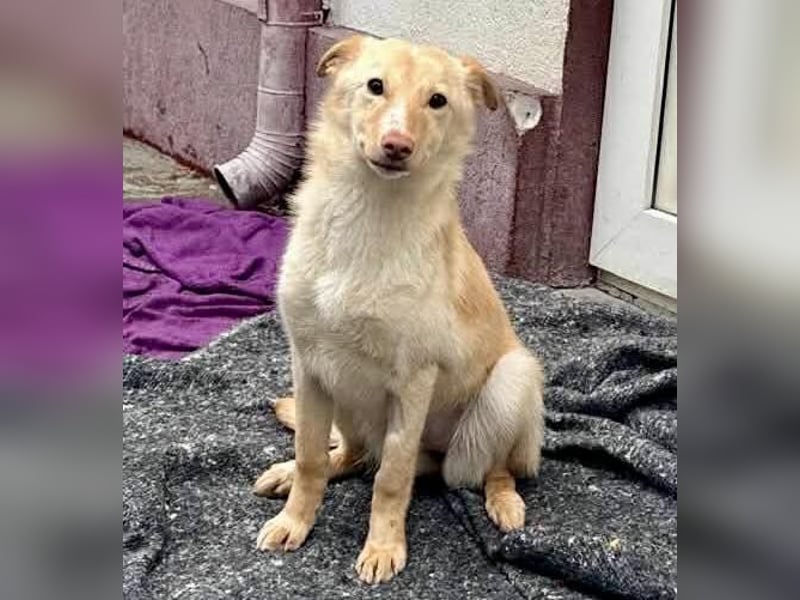 Bildhübsche Lesedi sucht ihr Für-Immer-Zuhause