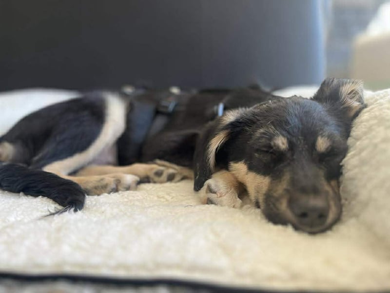 Kurti - Welpe sucht liebevolles Zuhause