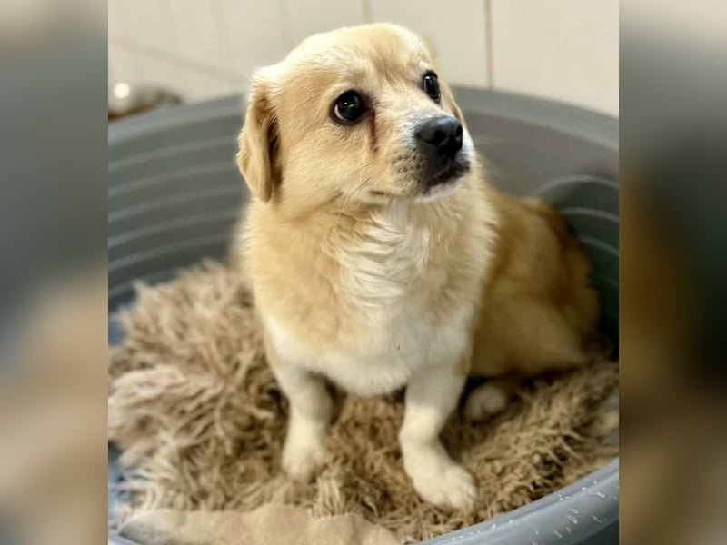 Katzenverträgliches Mini Männlein Capper