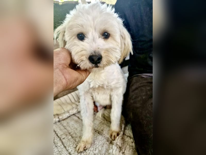 Snoopy – kleiner Gute-Laune-Hund sucht sein Glück