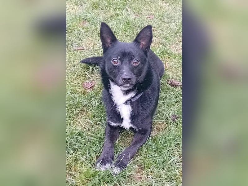 Jungspund JERRY, wo darf er einziehen?