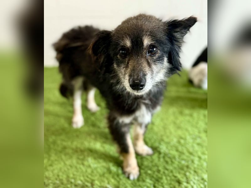 Katzenverträgliches Schmusemäuschen Hope