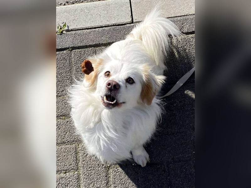 Schmusefreund TY sucht seine Weggefährten fürs Leben