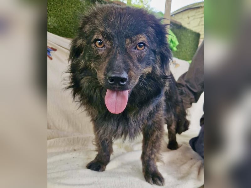 Eddie – kleine verletzte Seele sucht Menschen mit Herz und Geduld