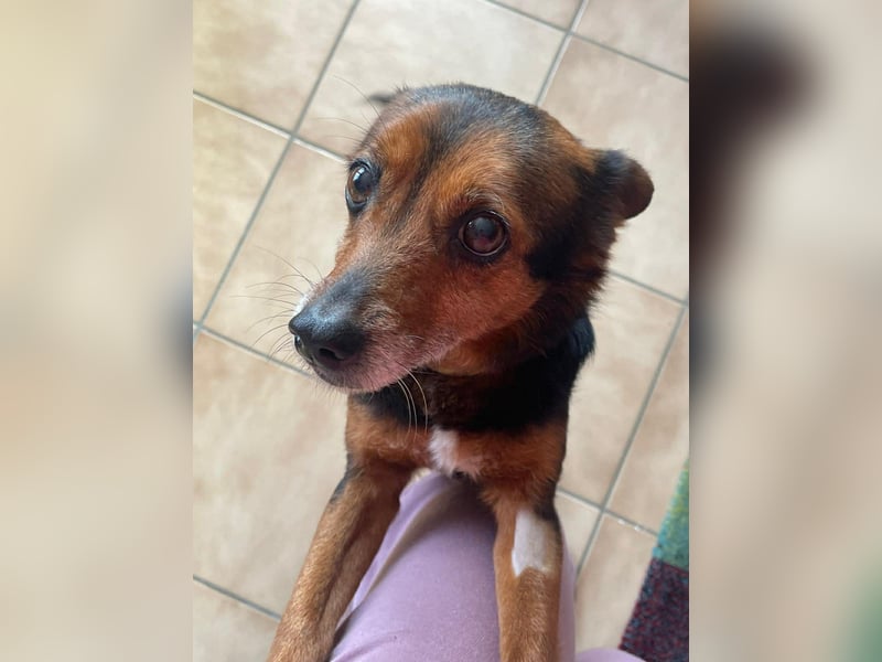 Liebesbedürftige Linn sucht Für-Immer-Zuhause