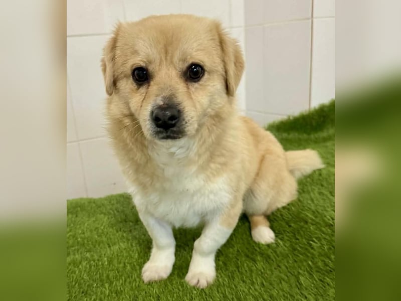 Katzenverträgliches Mini Männlein Capper