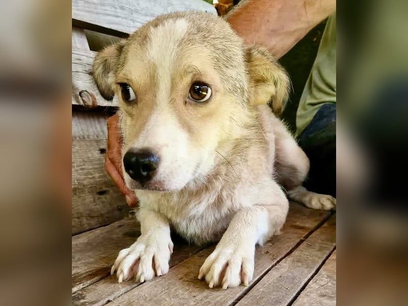 Dawn, kleiner Kämpfer mit großem Herzen sucht seine Familie
