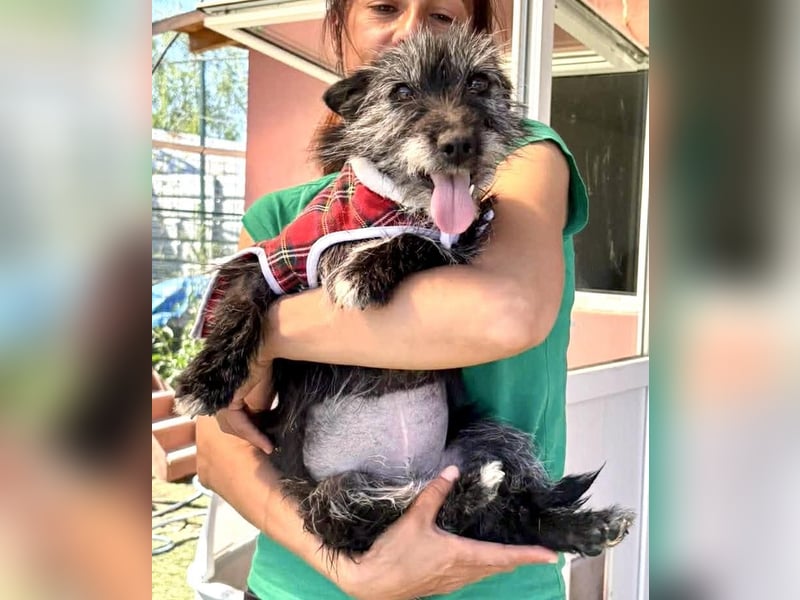 Katzenverträgliches Minimäuschen Finja