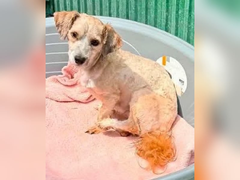 Carino – kleiner Herzenshund sucht seine Menschen