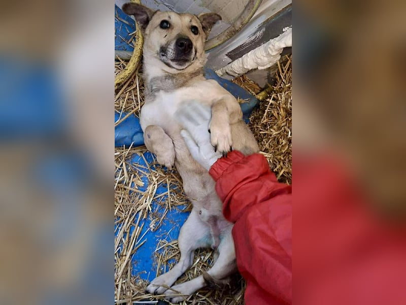 Kleiner ängstlicher Hundebub Balou