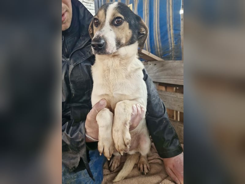 Trauriger kleiner Rambo