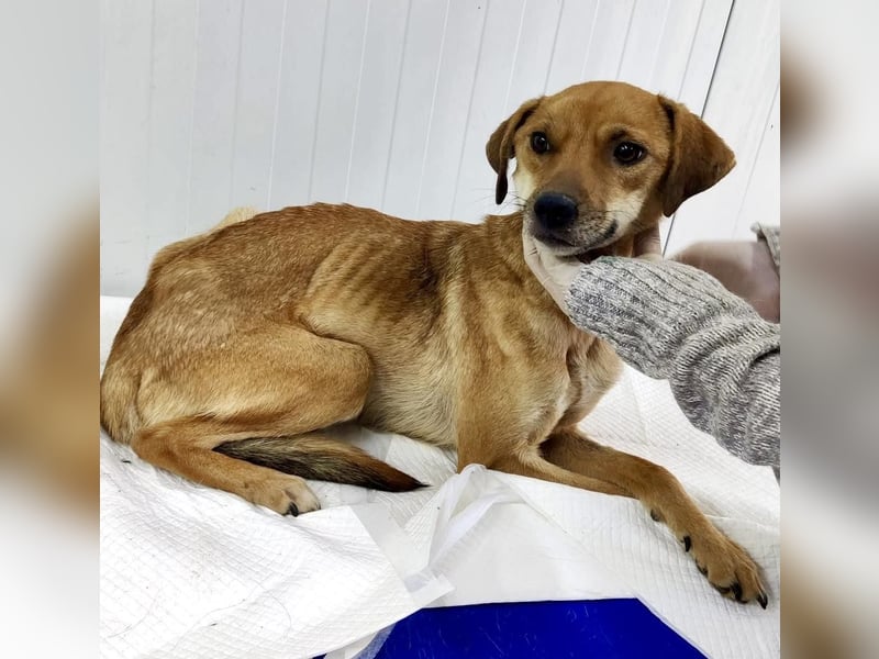 Coco - freundliche Schmusemaus