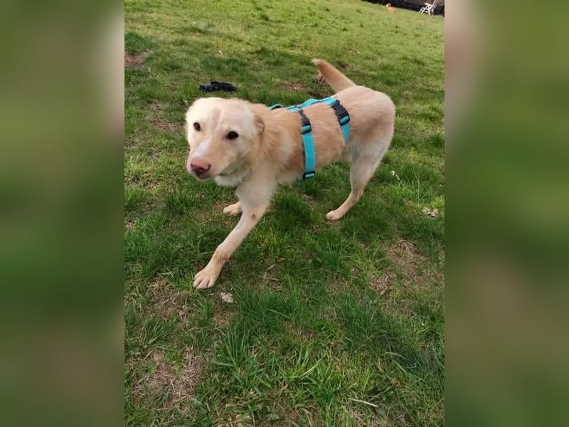 Bildhübsche Lesedi sucht ihr Für-Immer-Zuhause