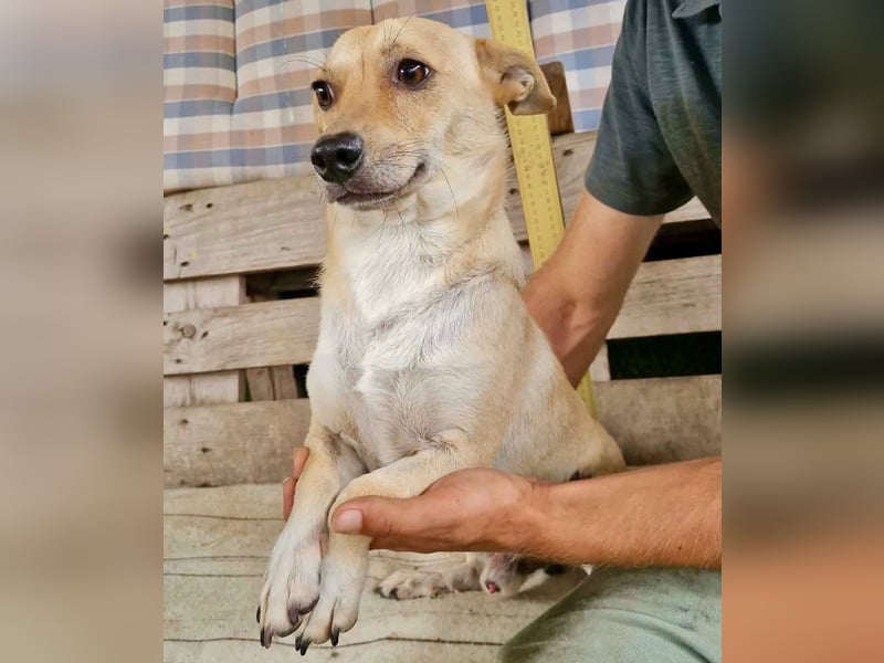 Kleiner Barry sucht ein großes Herz