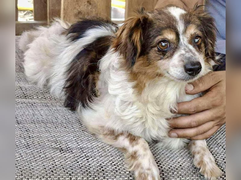 Kleine, sanfte 8 kg Hündin Amber