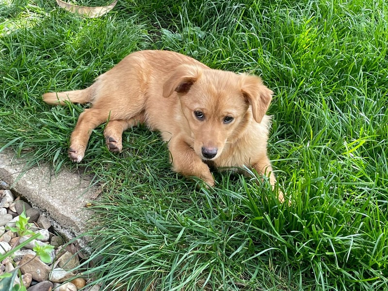 Zuckerschnute Enya sucht ihr Für-immer-Zuhause