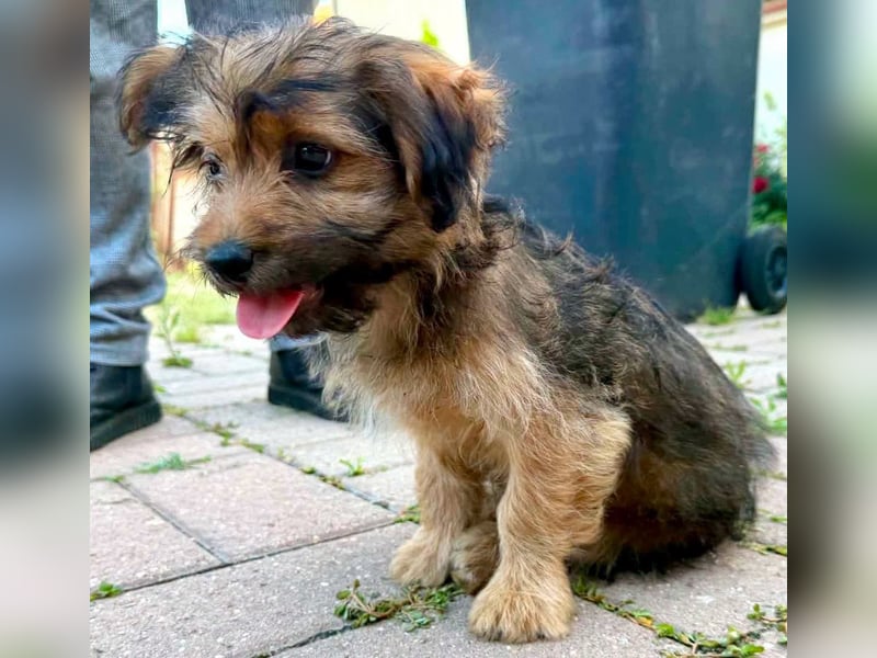 Zuckersüßes Welpenmädchen Elsie - geboren, um zu leben.