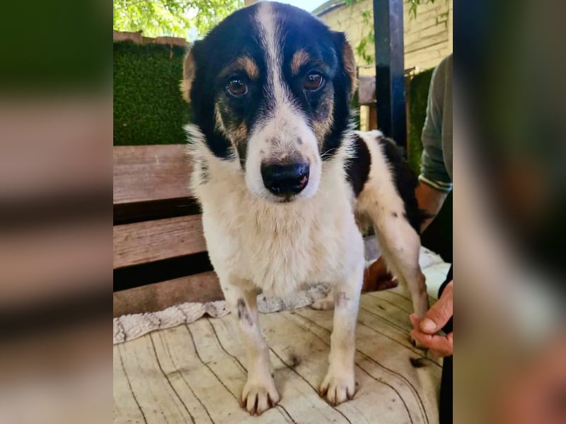 Duddly , fröhlicher Sonnenschein sucht seine Familie