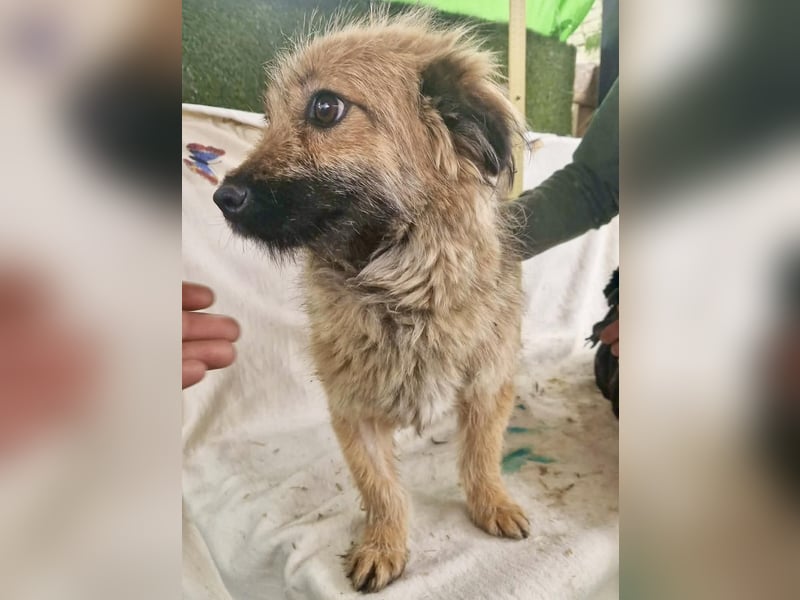 Sanfte kleine Alva sucht ihr Glück