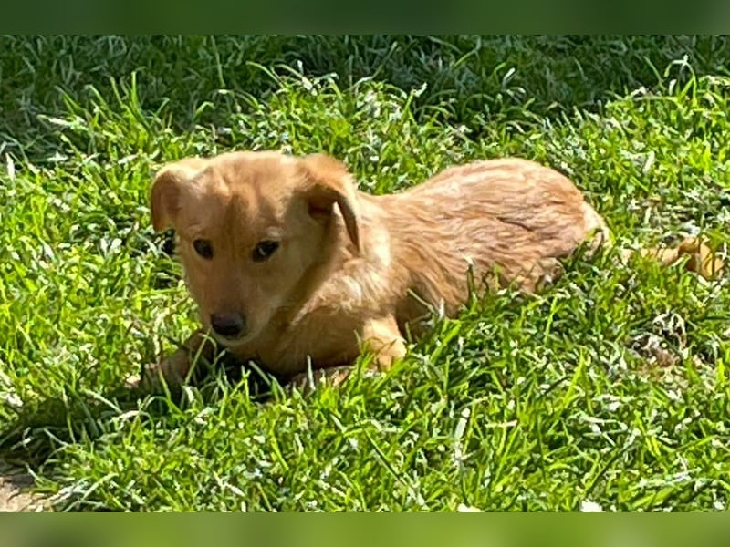 Zuckerschnute Enya sucht ihr Für-immer-Zuhause