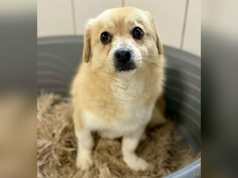 Katzenverträgliches Mini Männlein Capper