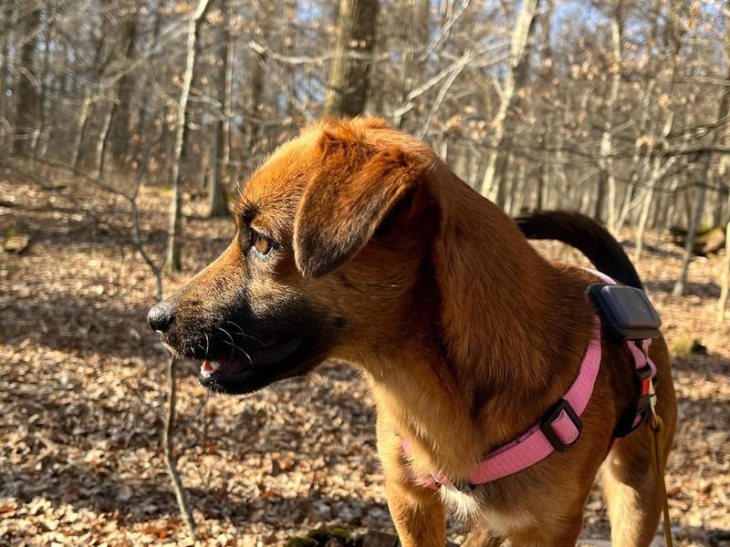 Kleine Allrounderin Nika sucht Familienanschluss