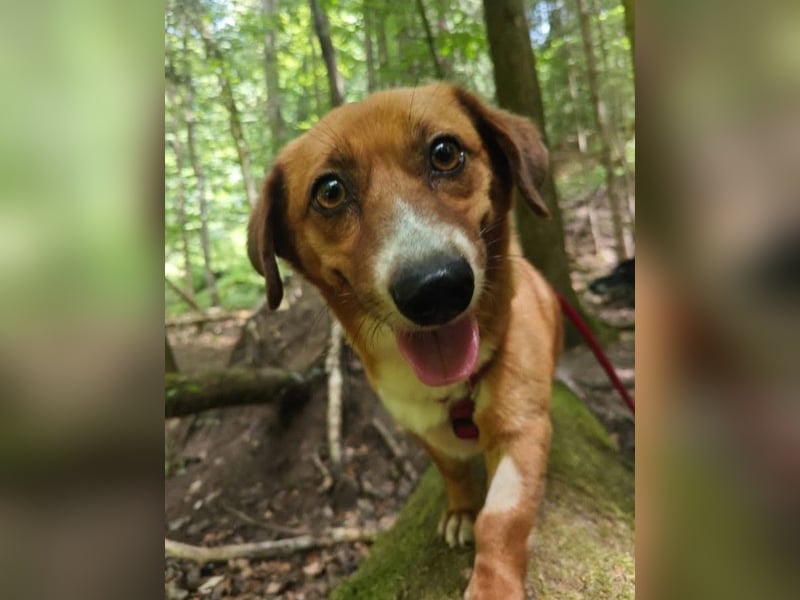 Kuschelmaus Tapsy sucht ihr Glück