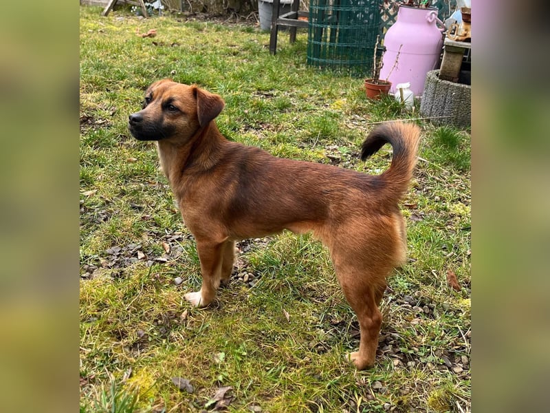 Kleine Allrounderin Nika sucht Familienanschluss