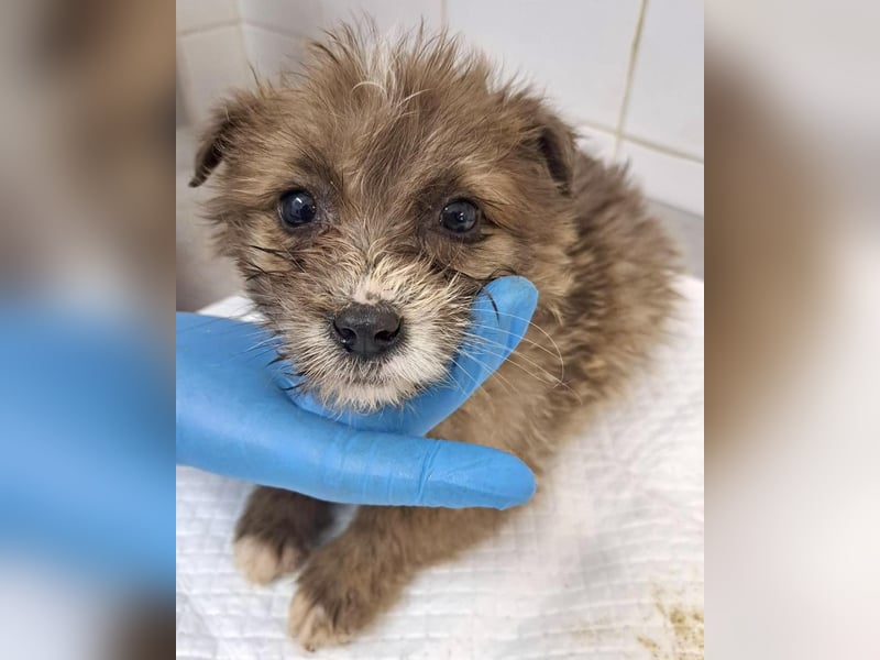 Milly sucht ihr großes Glück