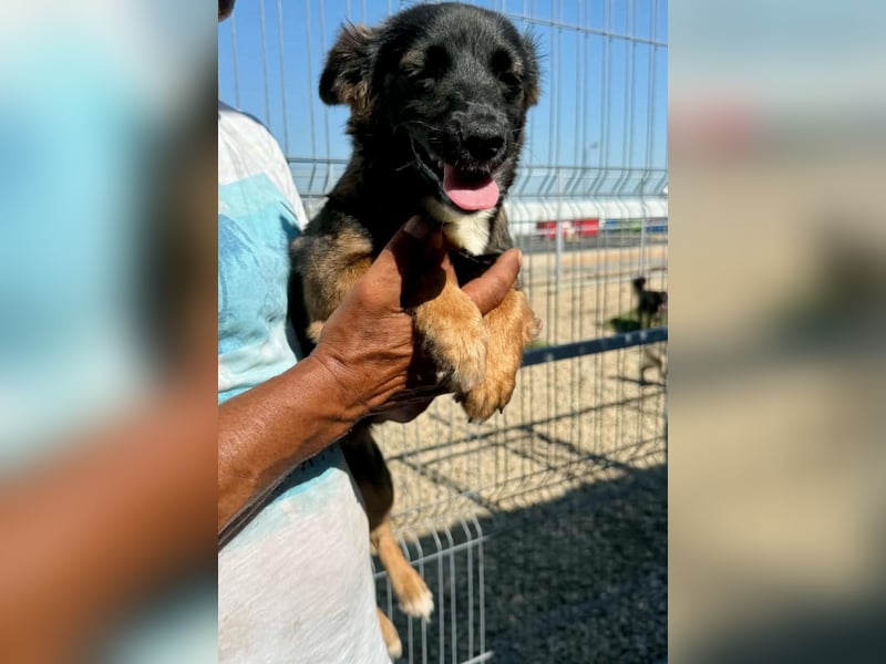 Lila – kleines Hundemädchen möchte endlich ankommen