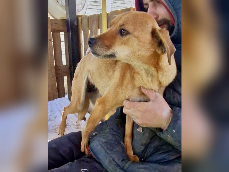 Coco - freundliche Schmusemaus