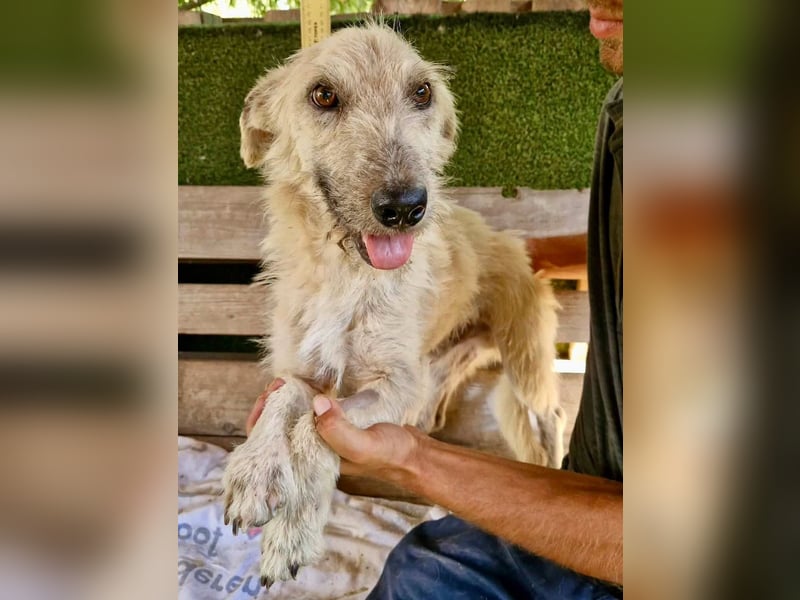 Willibald, freundlicher Bub sucht seine Familie