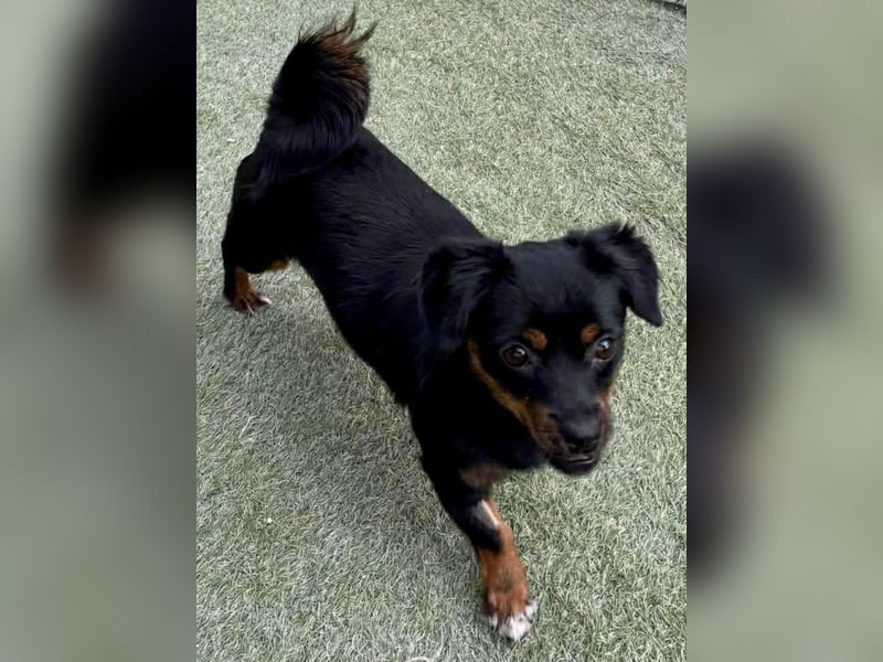 Katzenverträgliches Mini Mäuschen Gretchen