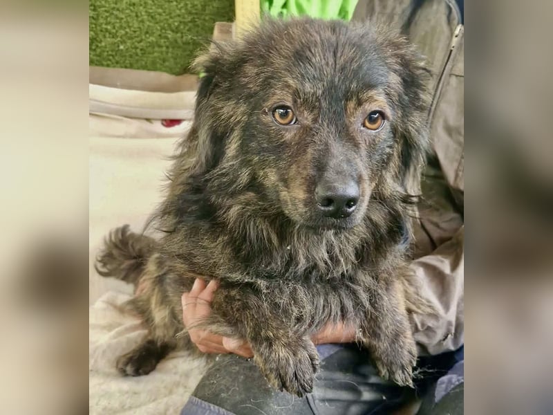 Eddie – kleine verletzte Seele sucht Menschen mit Herz und Geduld