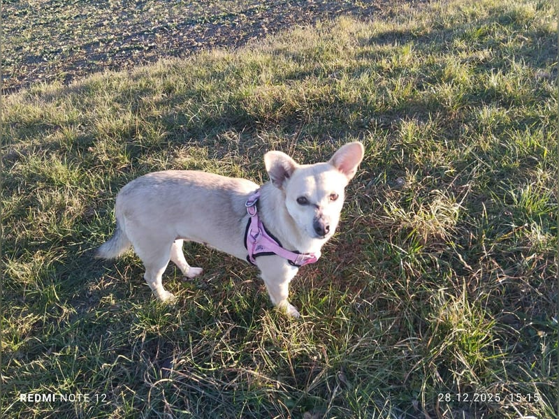 Kleine tapfere Bianca sucht ihre Familie