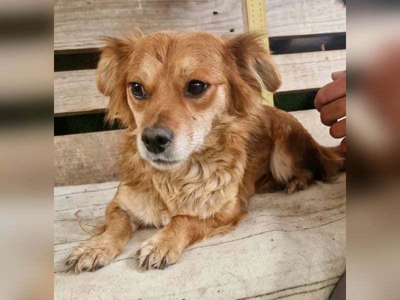 Kleine Leni sucht ein liebevolles Zuhause