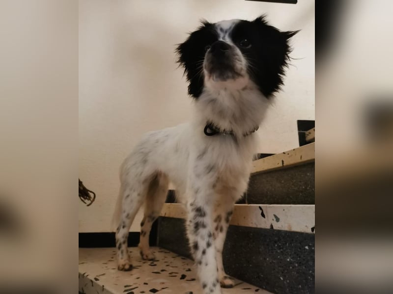 Merlin sucht dringend ein Zuhause