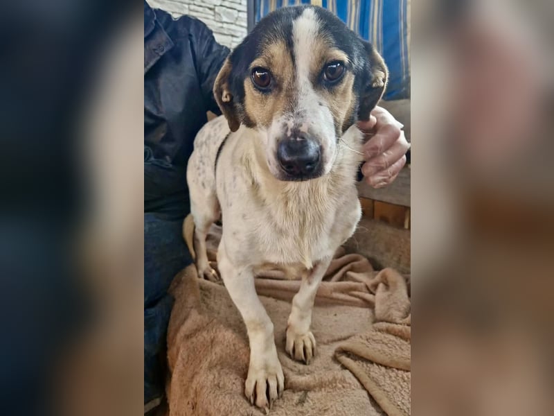 Trauriger kleiner Rambo