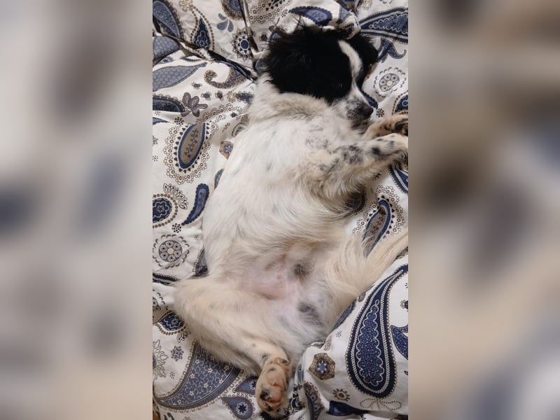 Merlin sucht dringend ein Zuhause