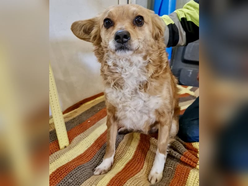 Liebe, kleine Schmusemaus Maya