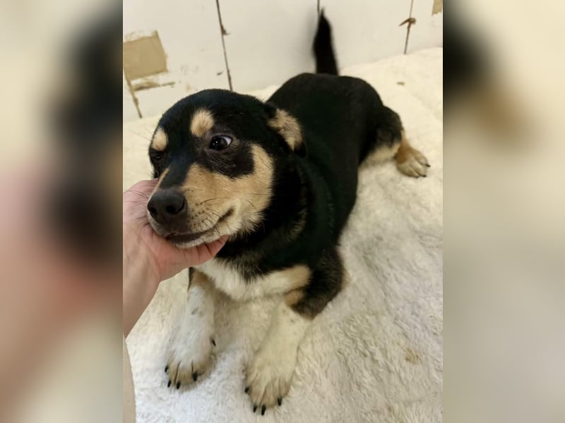 Kleiner Sonnenschein Aris…