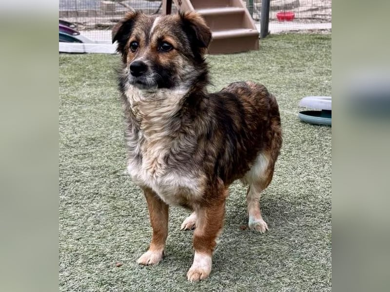 Katzenverträglichen Minimäuschen Ina