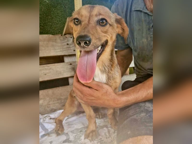 Souly, kleine Kämpferin sucht ihr Glück