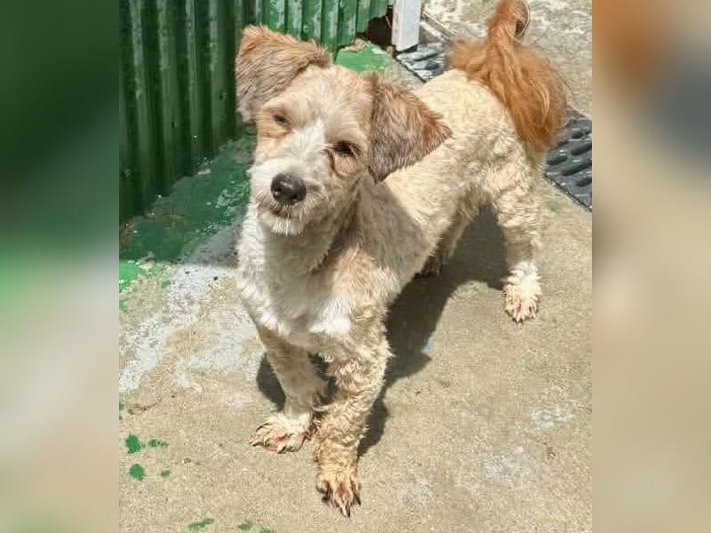 Carino – kleiner Herzenshund sucht seine Menschen