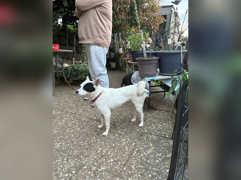 Unsere zarte Seele IDA möchte auch endlich ihre Menschen finden